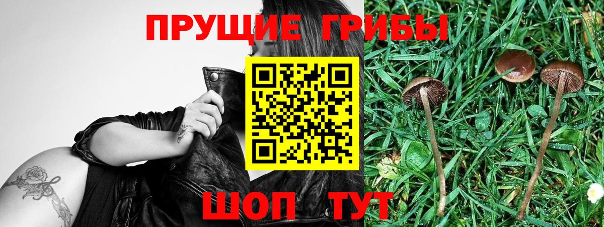 Галлюциногенные грибы Psilocybine cubensis  Вход с VPN  Янаул  Псилоцибиновые грибы прущие грибы 